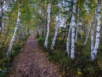 Blätter am Wanderweg durch Birkenhain